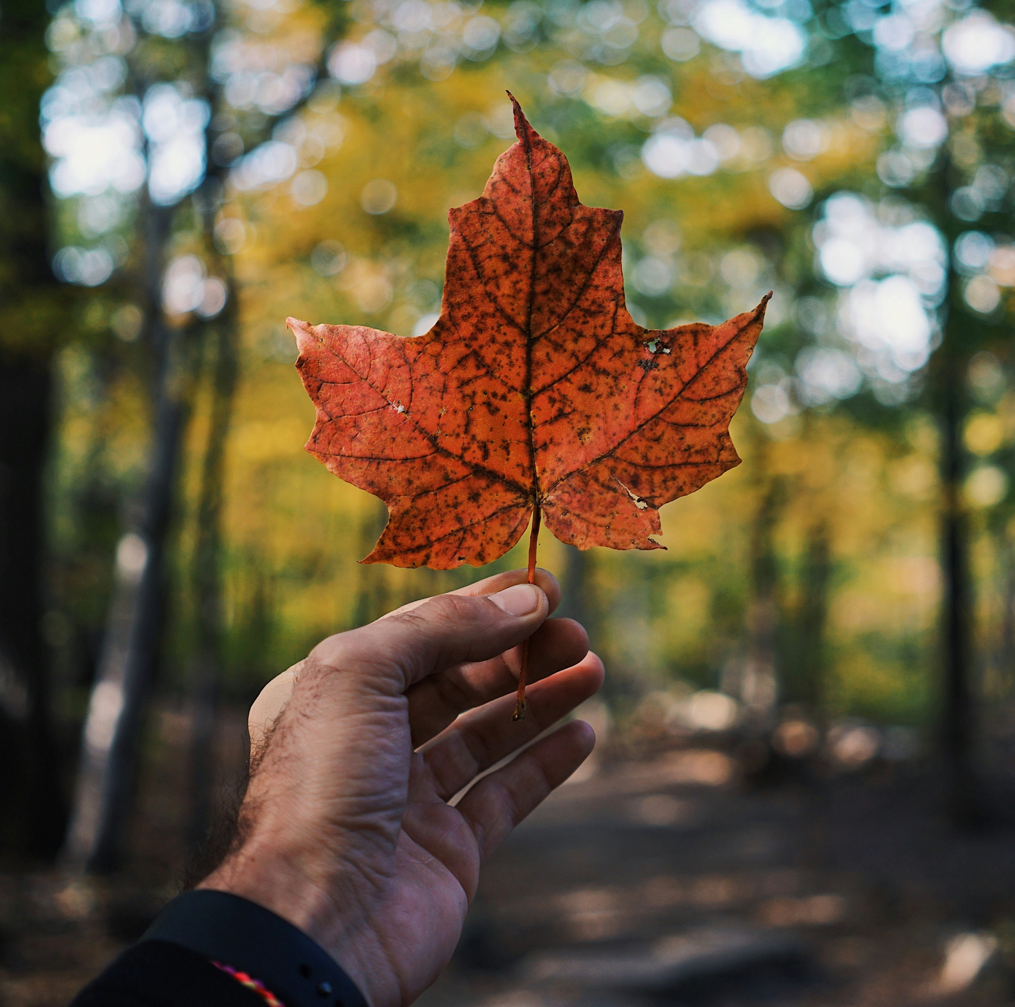 Application Procedure